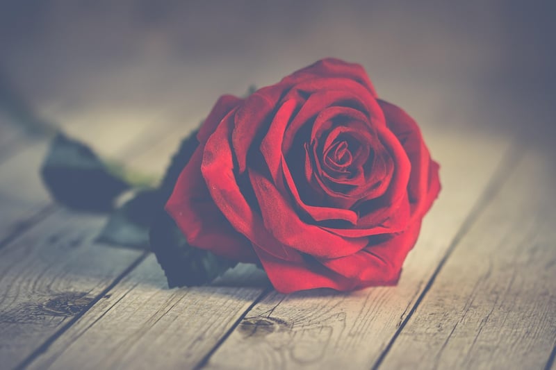 Elegant Rose Blooms